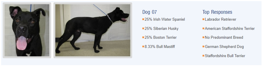 A large black dog with several breeds listed, alongside the guesses that were received for the dog's breed. They are different than the actual breed.