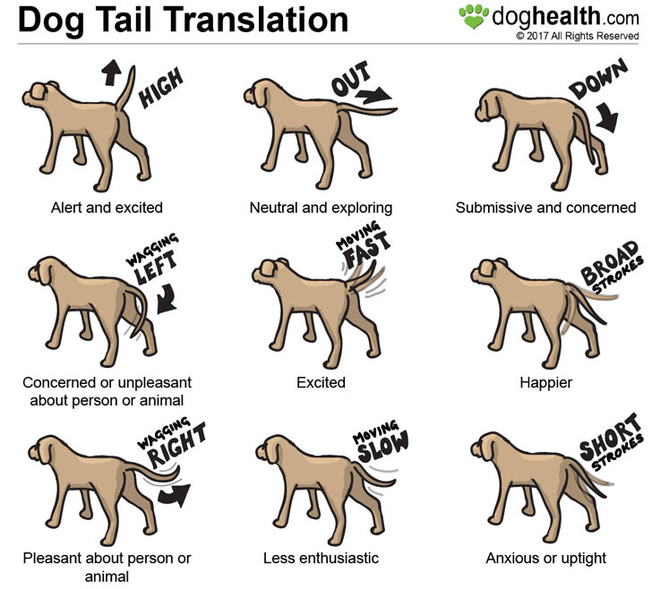 Wag dog tail