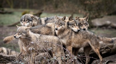 Wag wolf packs