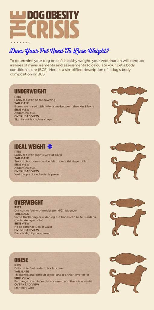 Wag Is My Pet Overweight? 1 Wag