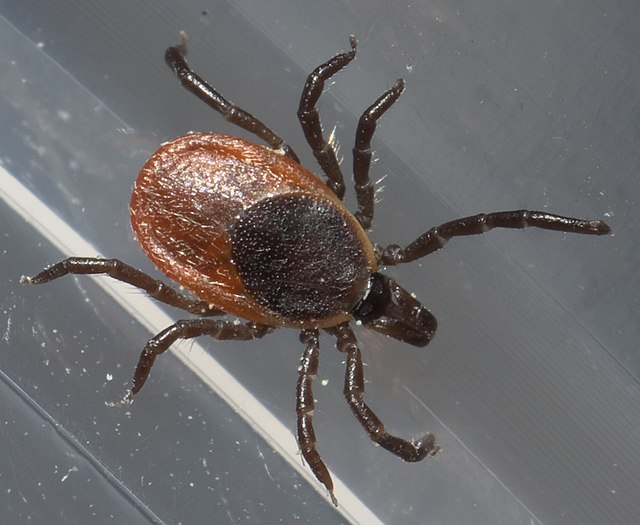 tick identification texad