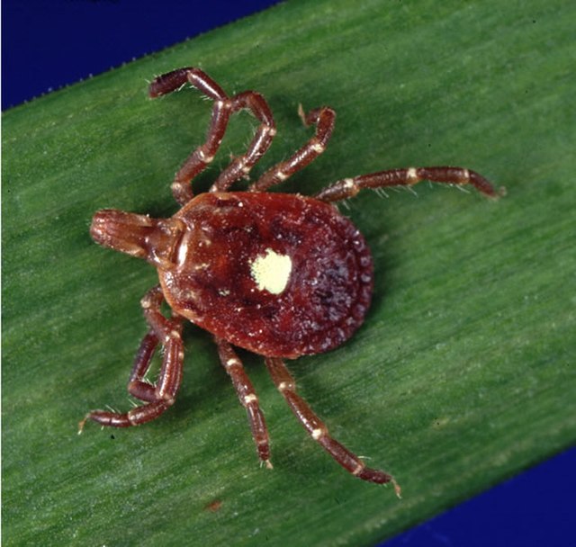 Lone-Star Tick (Amblyomma Americanum)