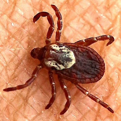 texas tick identification