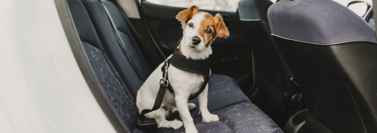 cute small jack russell dog in a car wearing a safe harness and seat belt. Ready to travel