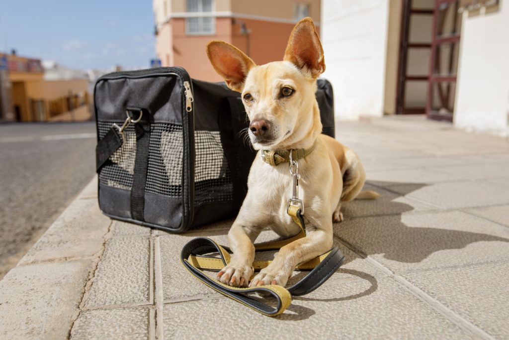 Dog in transport box or bag ready to travel