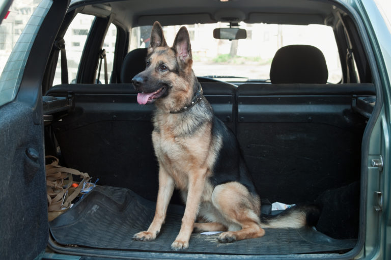 German Shepard sitting politely in the back of a SUV