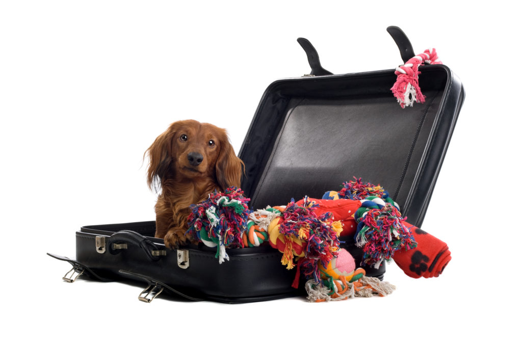 Dachshund in suitcase