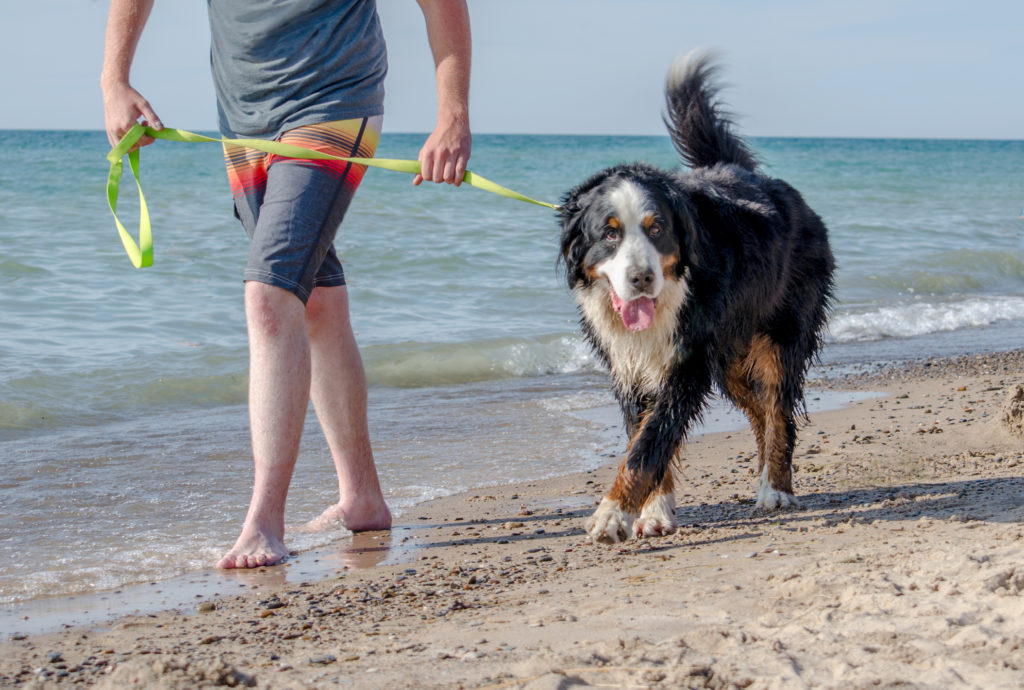 Bernese Mountain Dog walking on the dog beach in Michigan