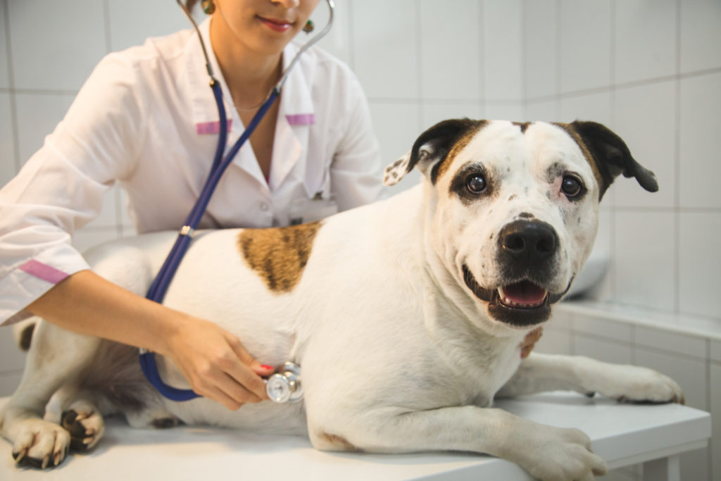 Female veterinarian with dog at vet clinic