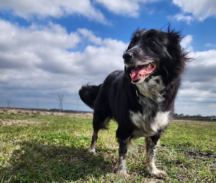 A Border Aussie mix standing in a grass field with wind blowing their fur