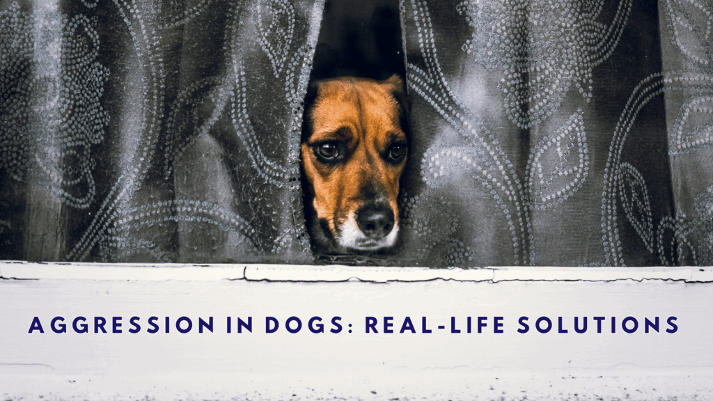 Aggressive dog logo for online course with a nervous dog looking through curtains