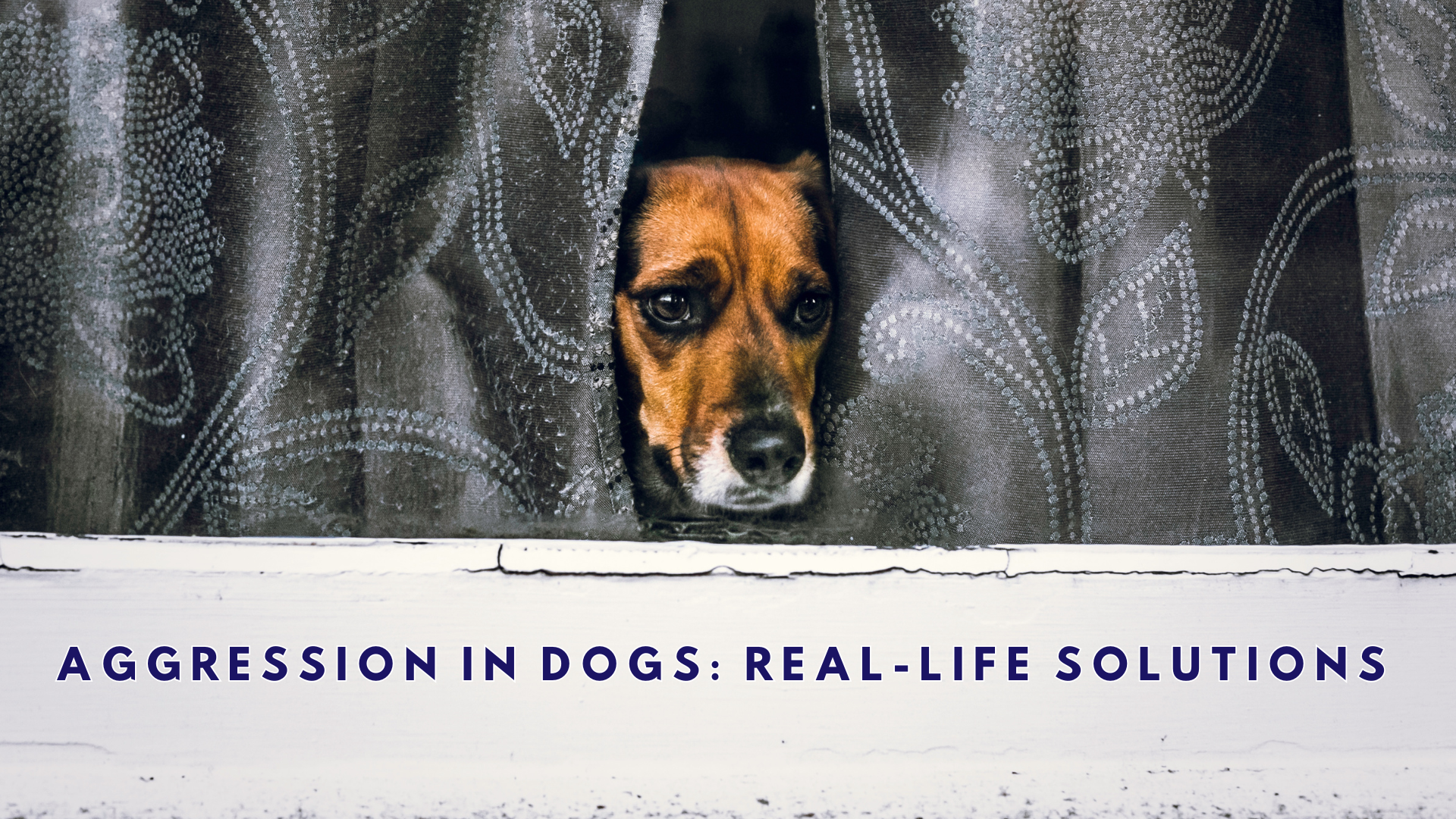 Aggressive dog logo for online course with a nervous dog looking through curtains